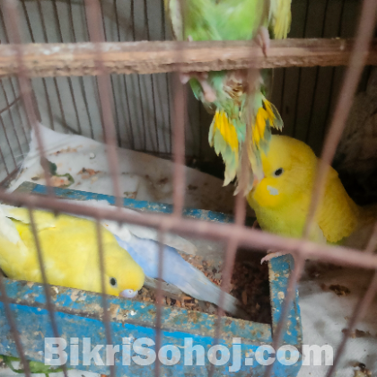 বাজরিগার পাখি ৫ পিছ ১০০০ টাকা